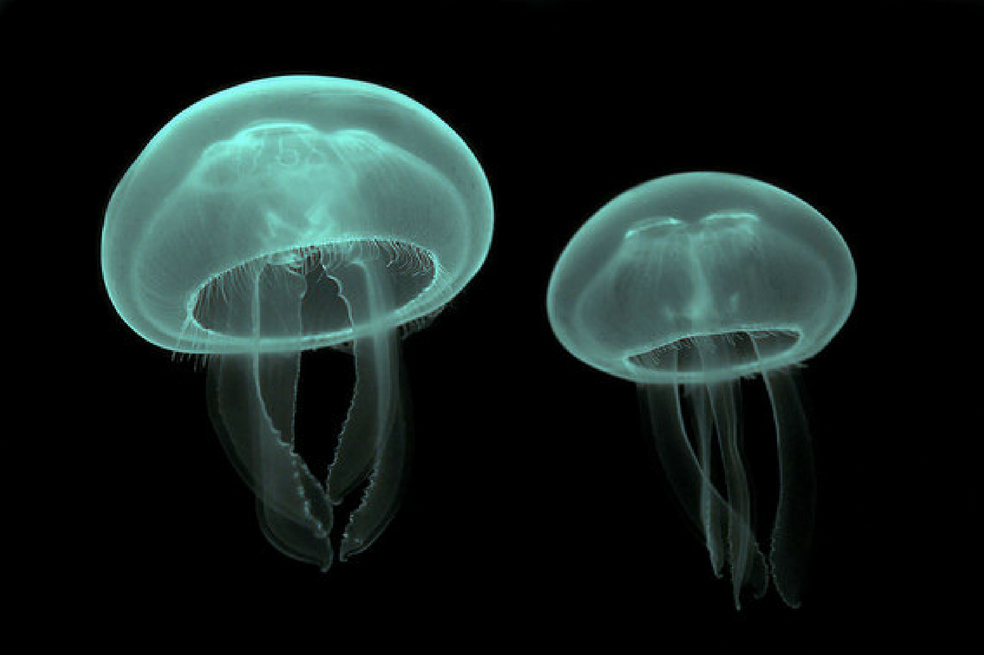 El agua del mar contiene gran cantidad de esperma de medusas 