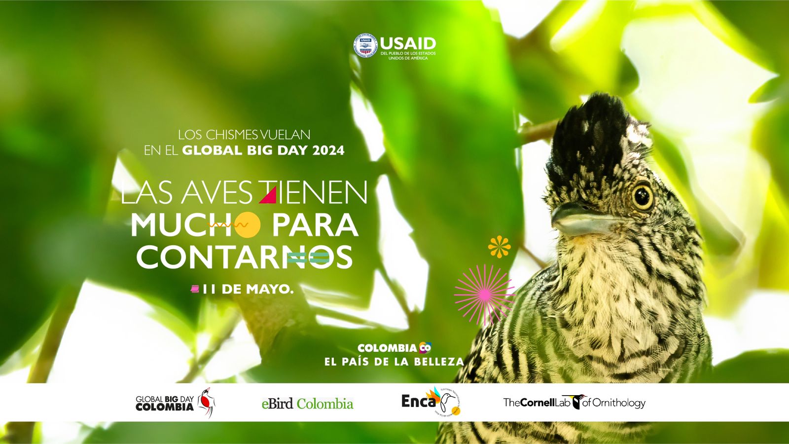 Este 11 de mayo se celebra el Global Big Day.