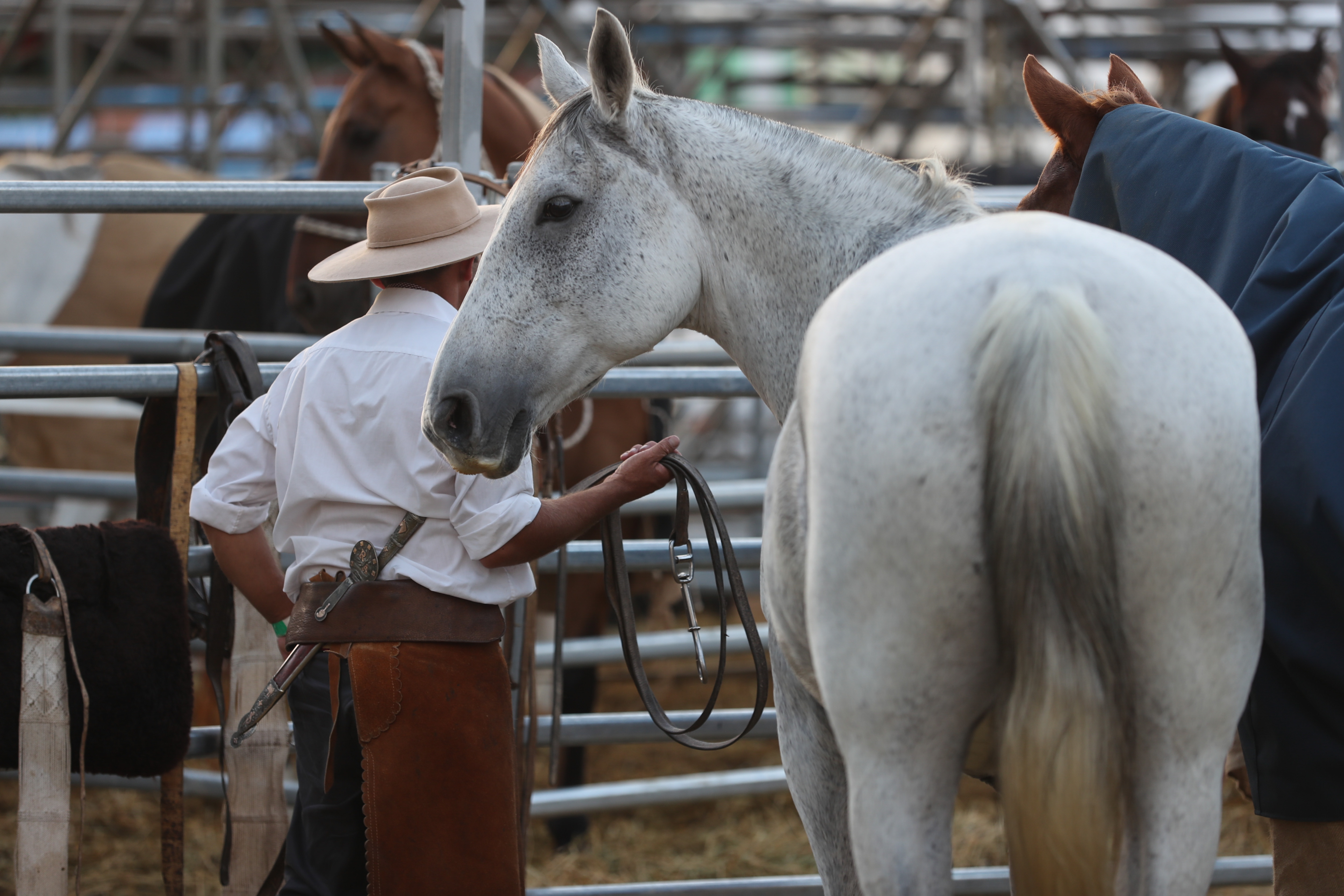Debate en Uruguay sobre las jineteadas: ¿deporte nacional o maltrato animal?