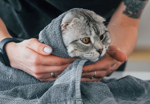 Tras emergencia en Córdoba, Bogotá lanza curso gratuito de primeros auxilios para mascotas