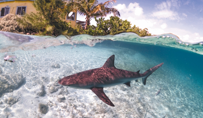 Tiburones equipados con cámaras monitorean pastos marinos de Las Bahamas
