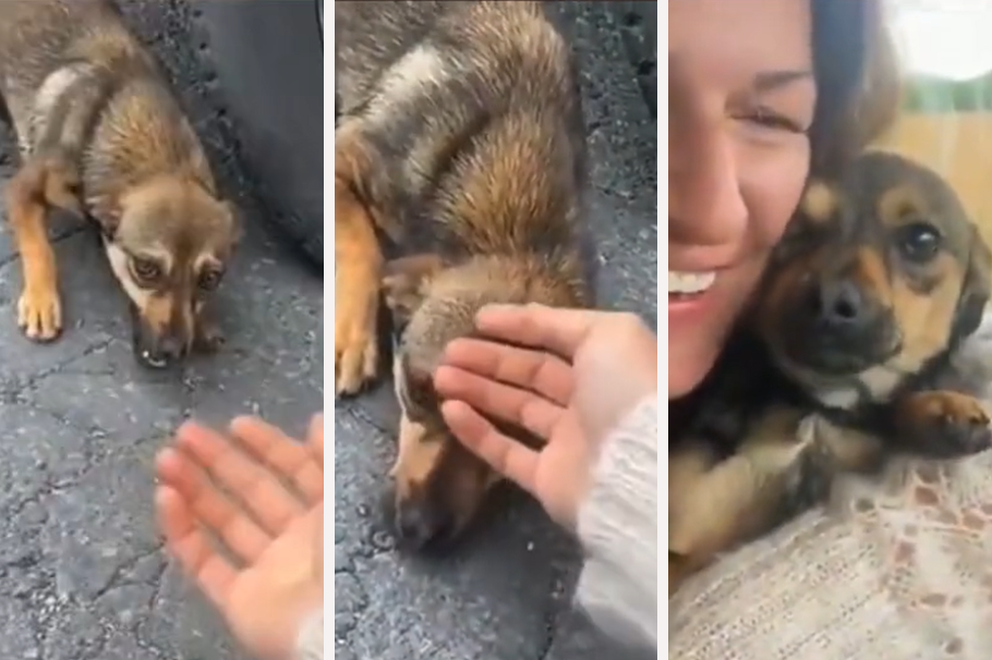 La alegría de un perrito al encontrar un hogar causa lágrimas en redes: “No lloro”