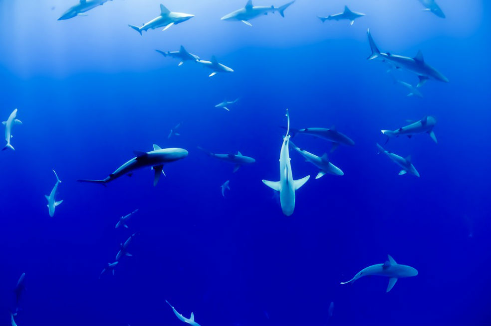 Islas Samoa crean un santuario para tiburones