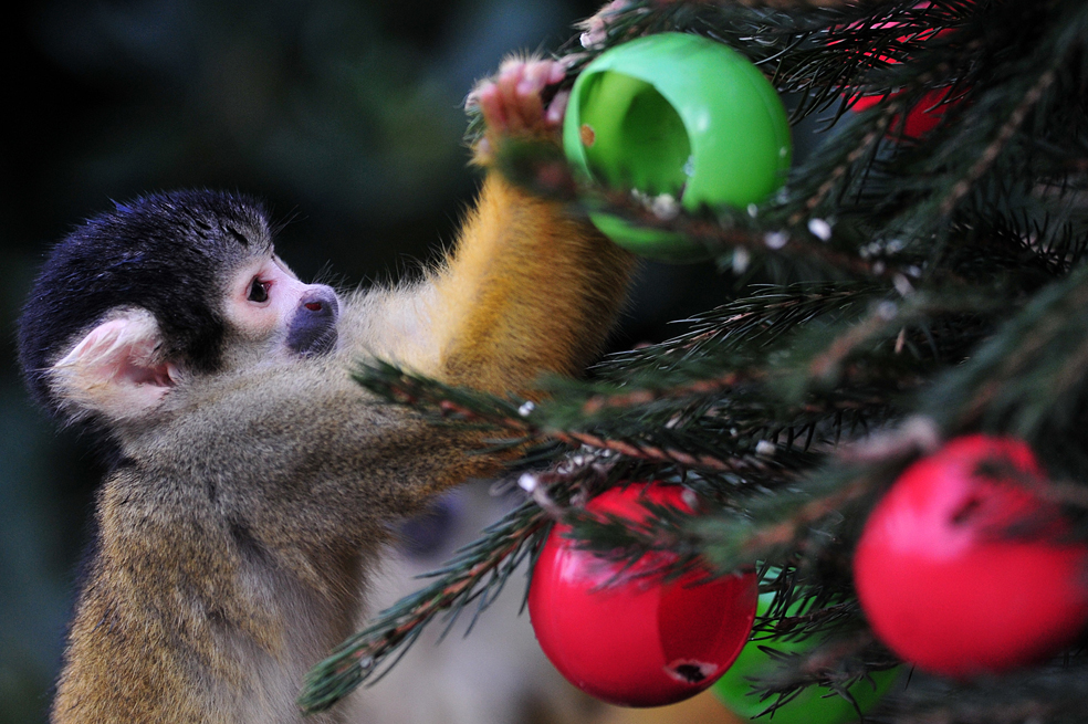 Animales que también viven la navidad
