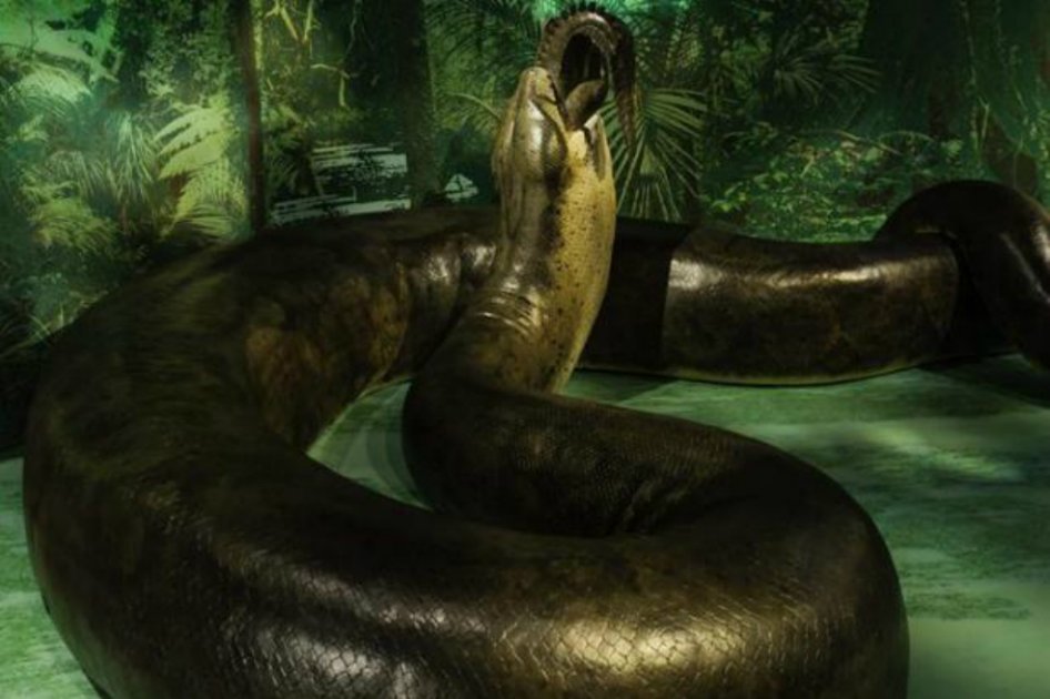 Llegó a Bogotá la serpiente prehistórica más grande del mundo