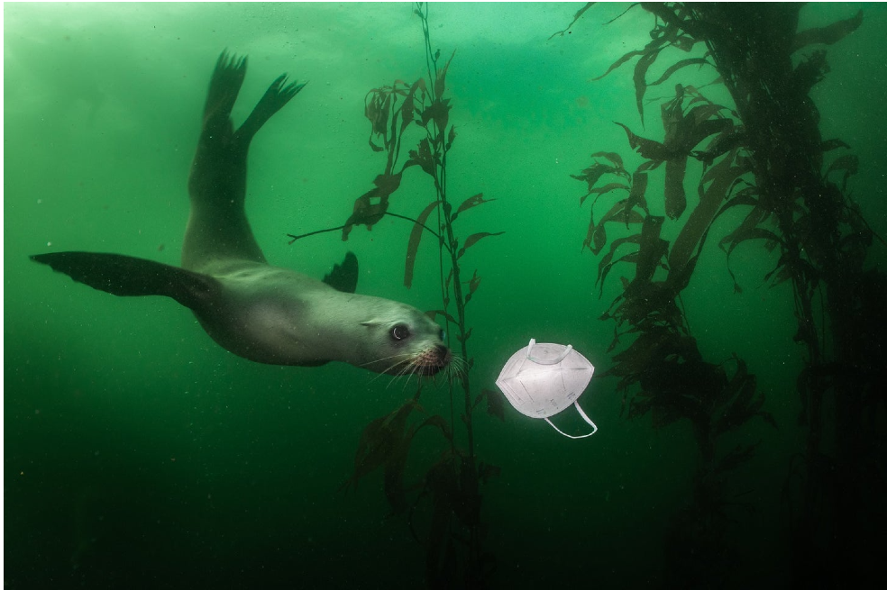 En Breakwater, un lugar para bucear en California, captaron a un león marino nadando hacía un tapabocas.