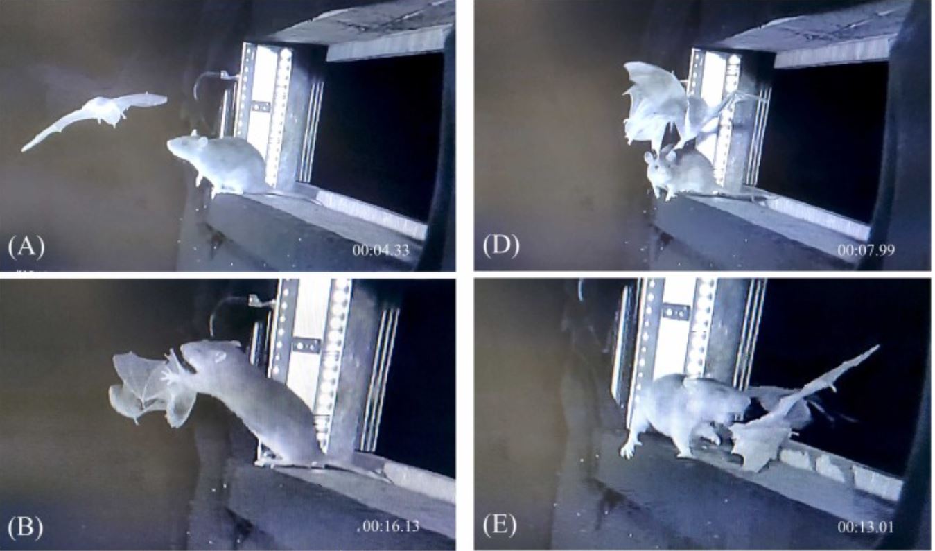 Imágenes de video infrarrojo que documentan el comportamiento de depredación de ratas pardas ( Rattus norvegicus ) en la entrada de Segeberg Kalkberg (Bad Segeberg, Alemania). /Gloza-Rausch