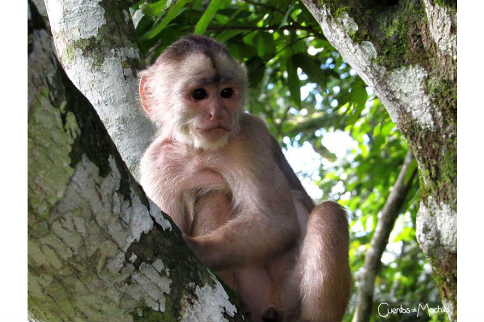 Misahullí, un bocado de la selva ecuatoriana