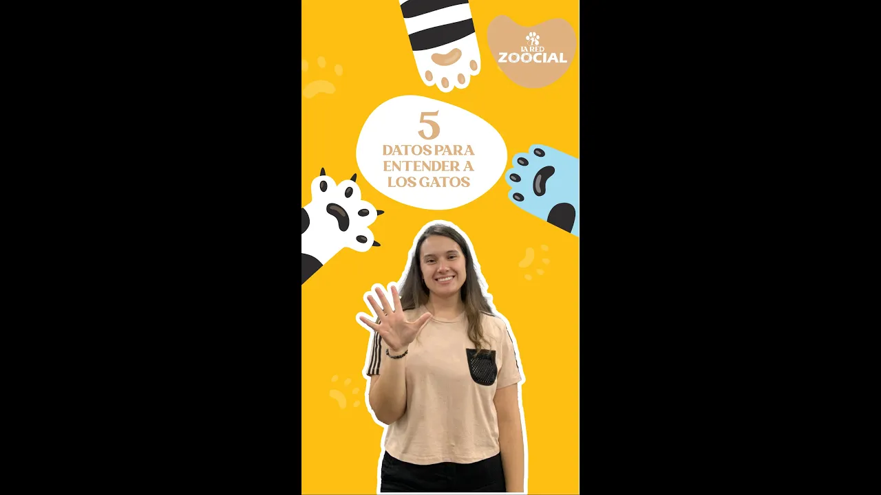 Cinco datos que seguramente no sabía sobre los gatos