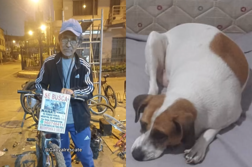 Adulto mayor pide ayuda para encontrar a su perrita: “Estoy desesperado”