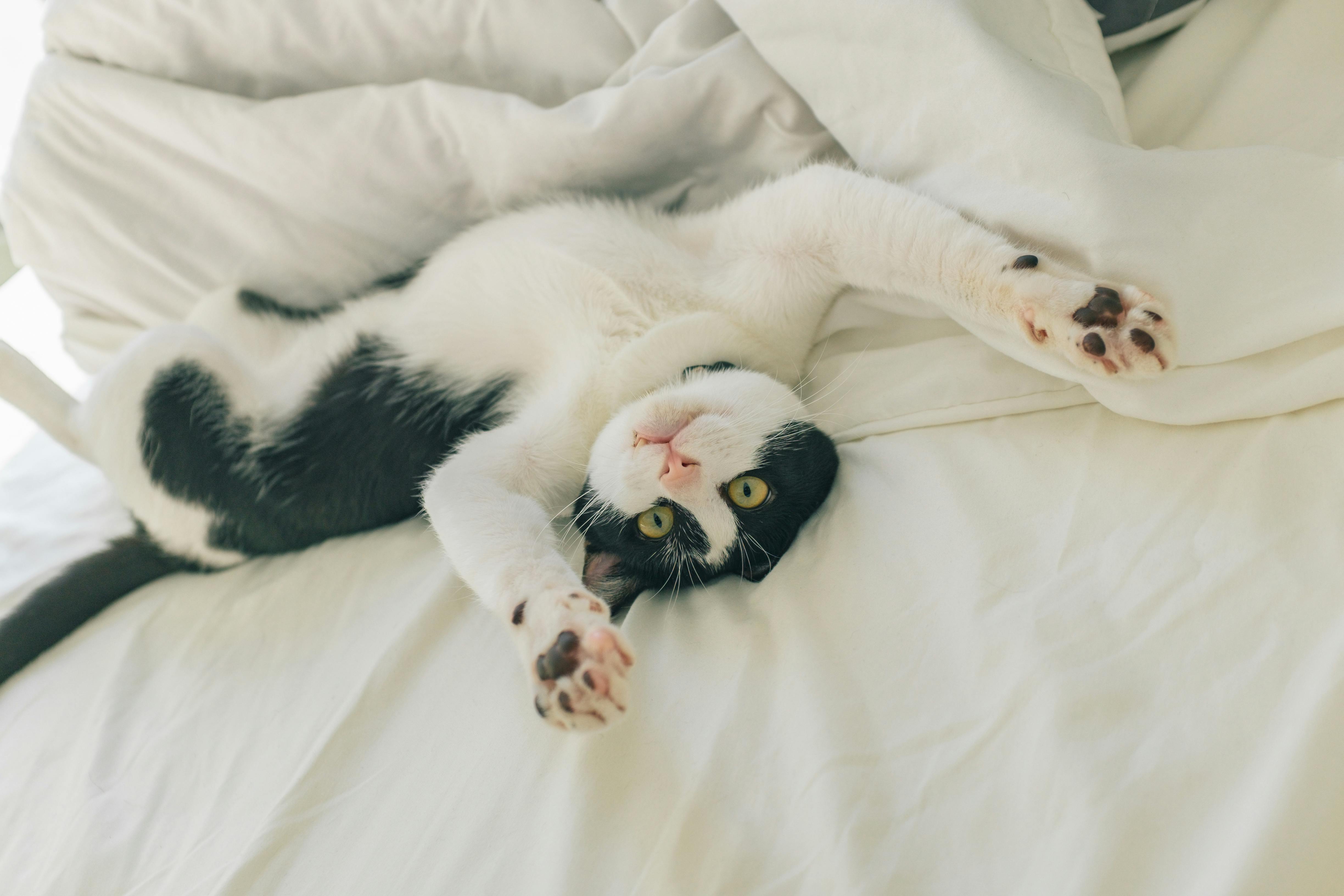 ¿Por qué los perros y gatos salen corriendo de repente por toda la casa?