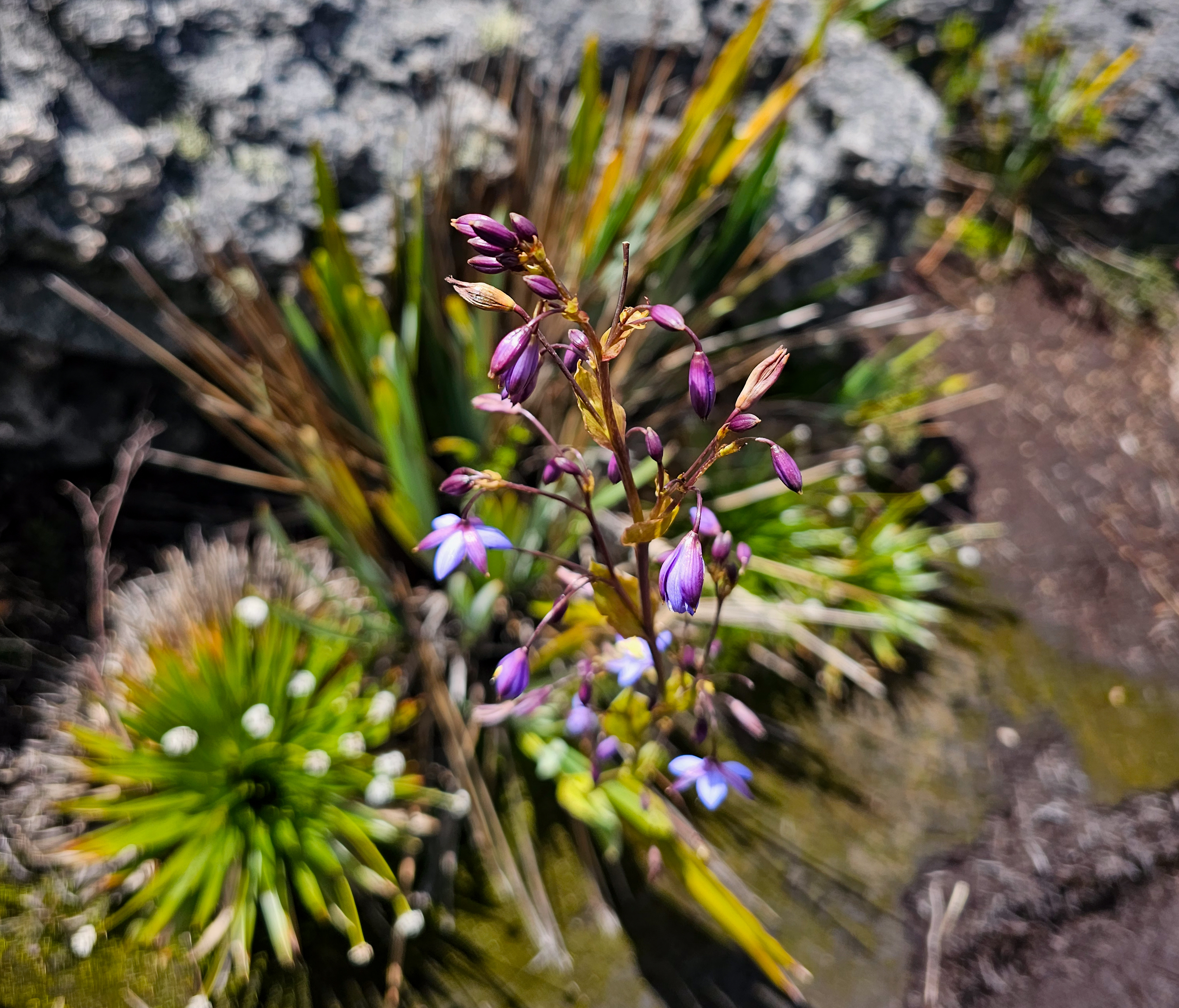 En el ascenso es común ver frailejones, plantas nativas y, con suerte, animales como zorros o pequeños mustélidos.