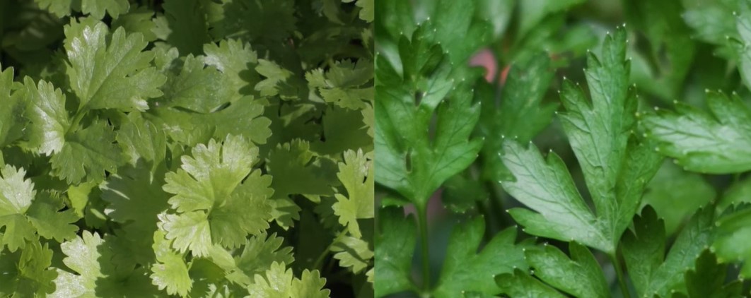 Diferencias entre el cilantro y el perejil: ¿cuál escoger?