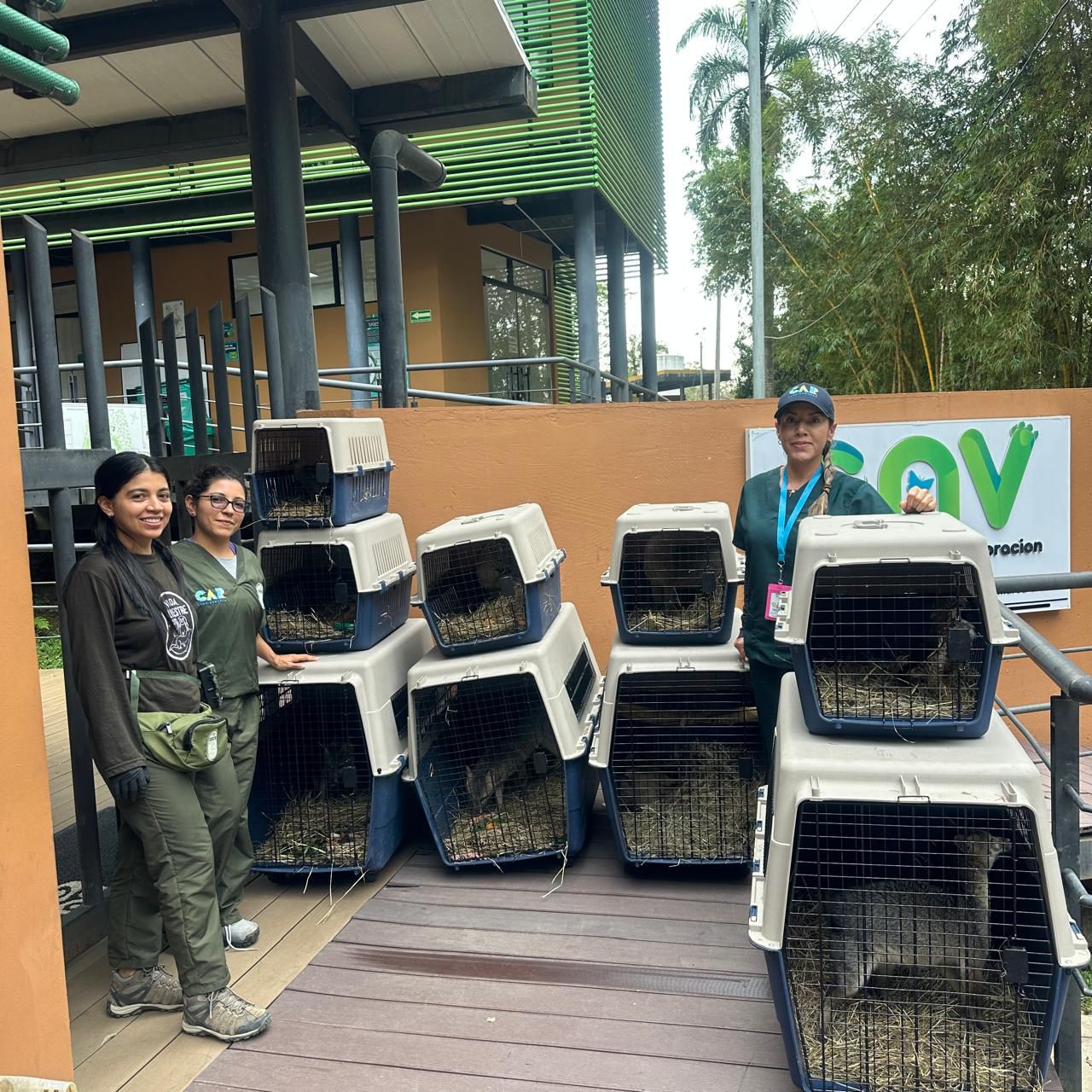 Más de 870 animales silvestres fueron atendidos en Tocaima durante 2025