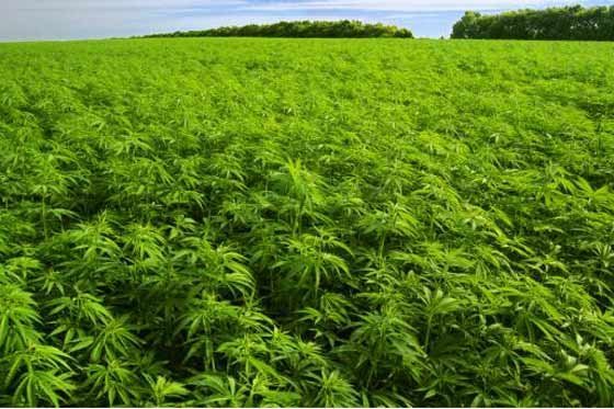Paraguay destruyó 2.116 hectáreas de cultivos de marihuana en 2015