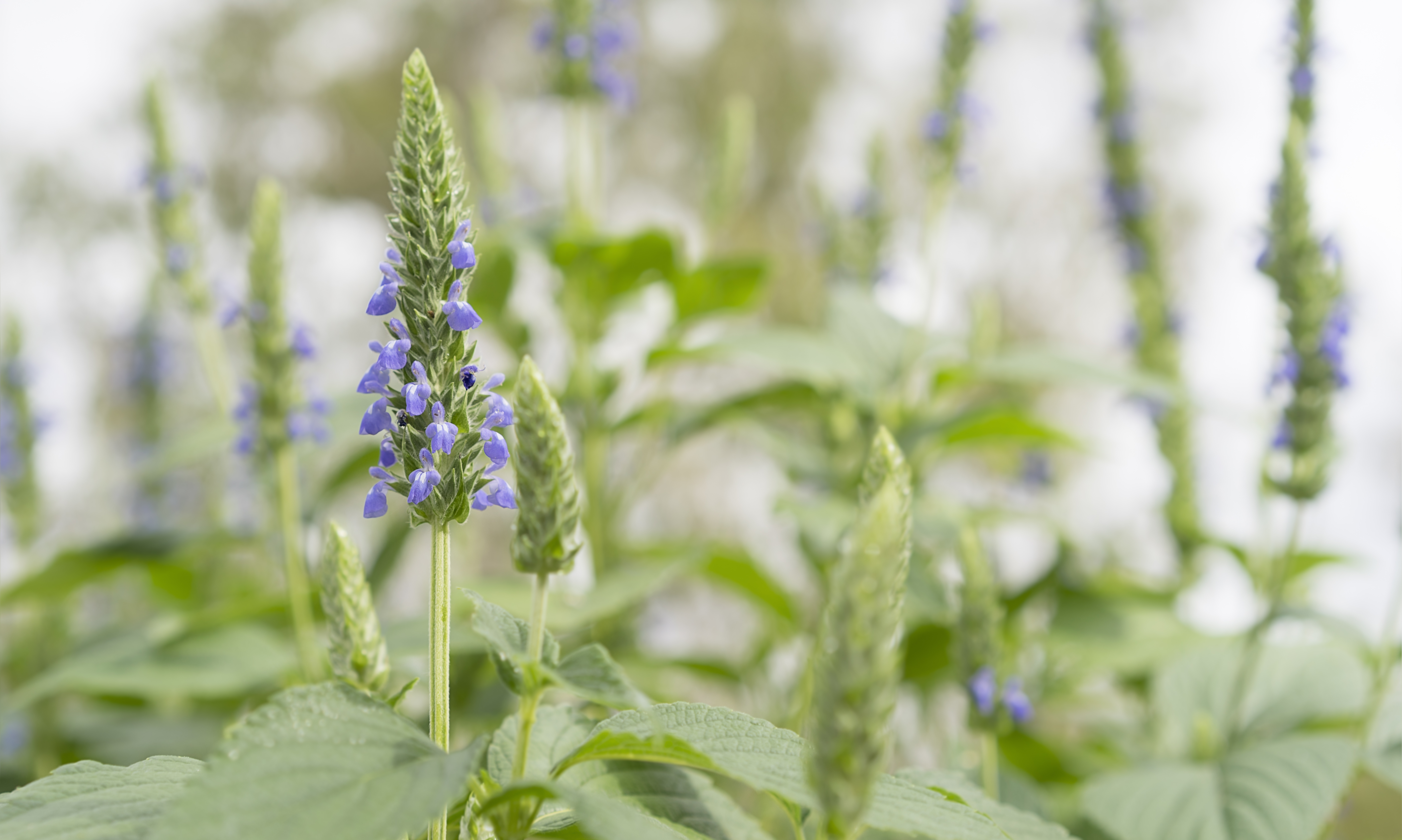 Semillas de chía: para qué sirven, beneficios y cómo cultivarlas