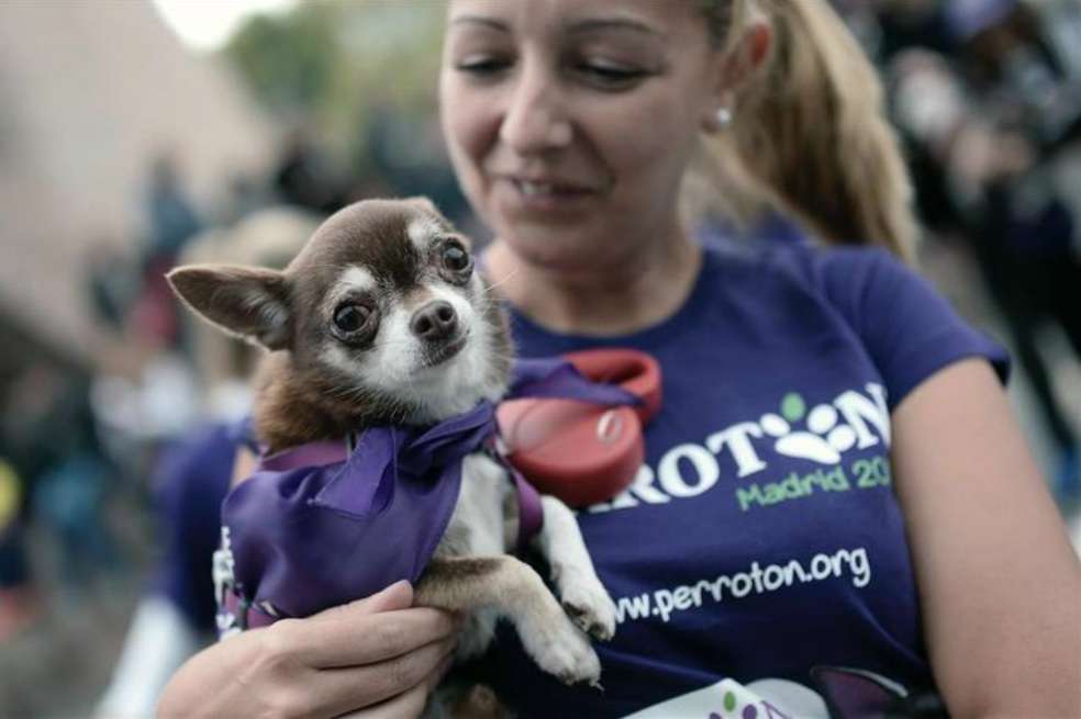 En España los animales ya no serán considerados cosas
