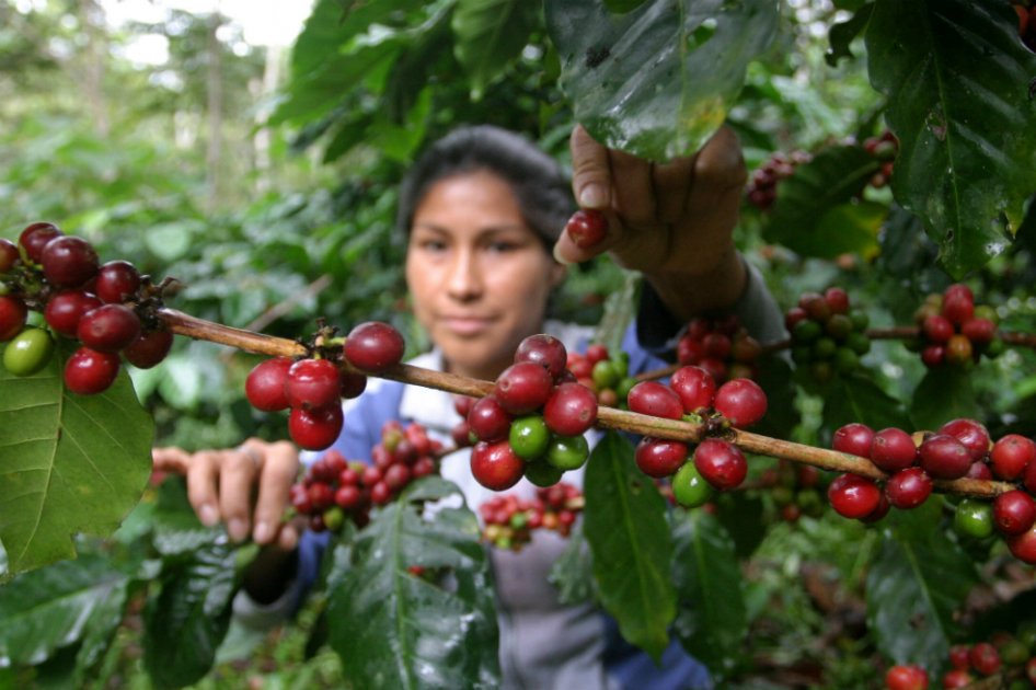 Café Manah - ༄Café arábica༄ A qualidade do grão está ligada à altura da  lavoura: o cultivo ideal se dá em terrenos entre seiscentos e dois mil  metros de altitude. Os grãos