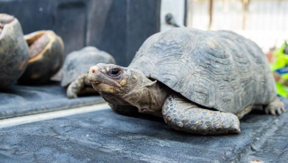 Hotel en Santa Marta usaba animales silvestres para atraer huéspedes