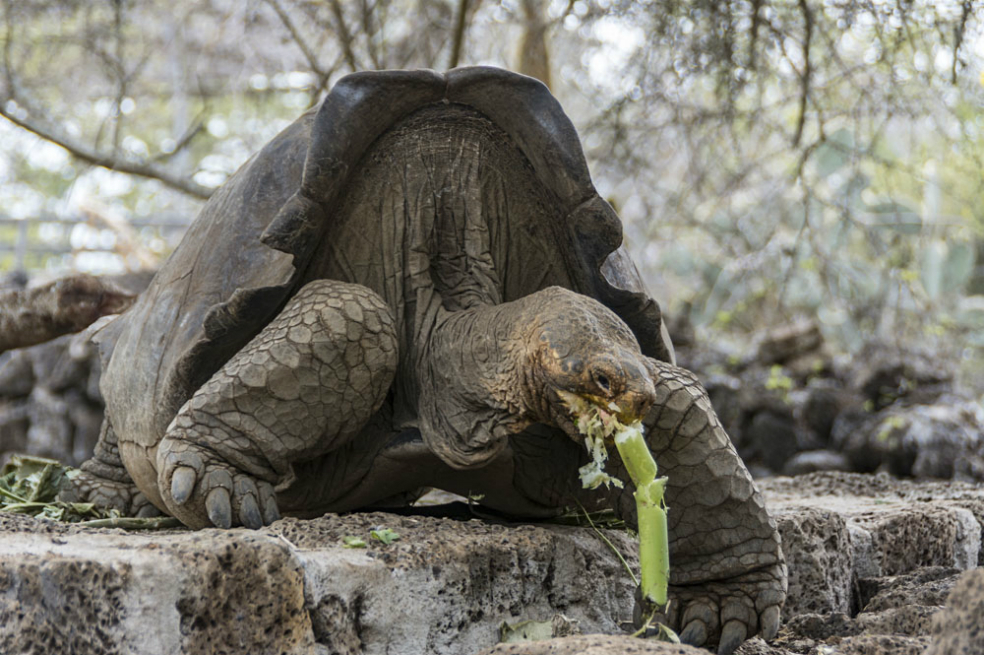 El viaje a la libertad de 11 tortugas Carey
