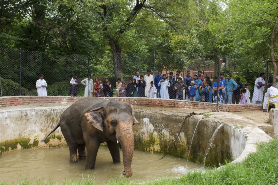 La depresión del elefante Kaavan que se volvió un asunto de Estado en Pakistán