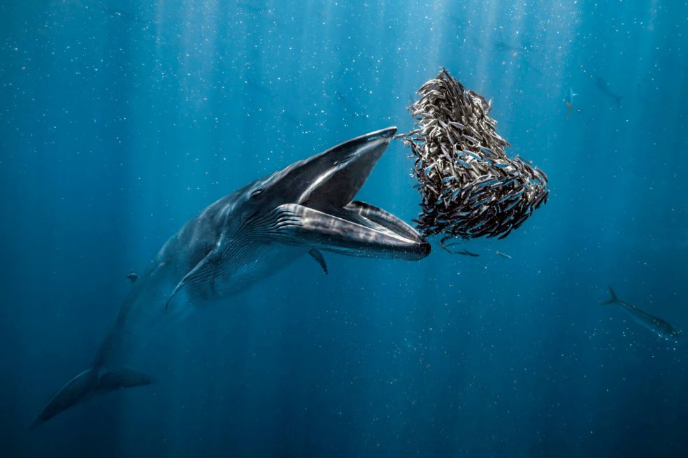 Fotógrafo oceánico del año: Fue una toma de una ballena de Bryde (Balaenoptera edeni ) a punto de engullir una enorme "bola de cebo" de peces. Fue captada por Rafael Fernández Caballero, en Baja California, México.