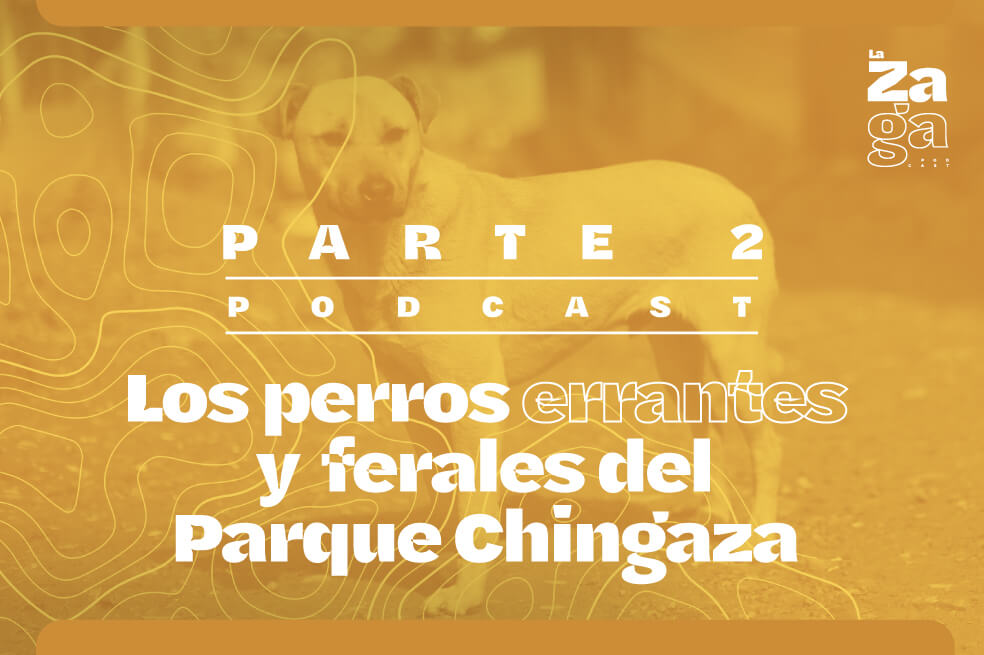 Perros salvajes de Bogotá: la verdad detrás del mito