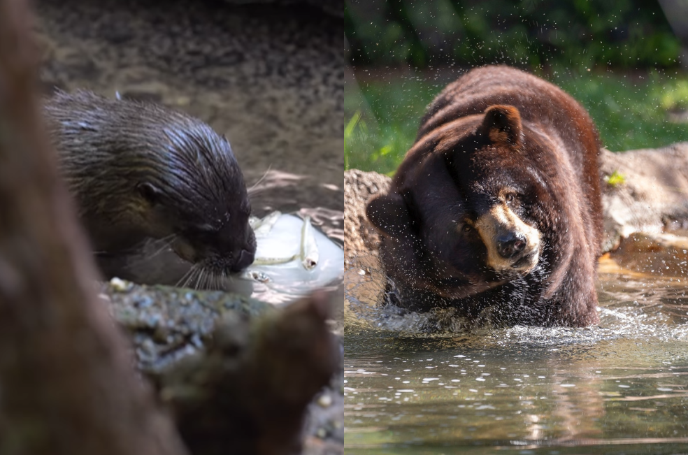 (Video) Zoológico refresca a sus animales en la ola de calor con curiosa técnica