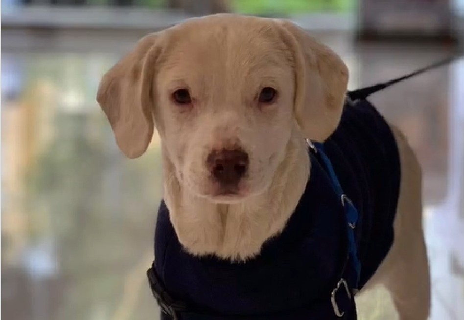 Tras ser abandonado en una caja, Coco busca una nueva familia