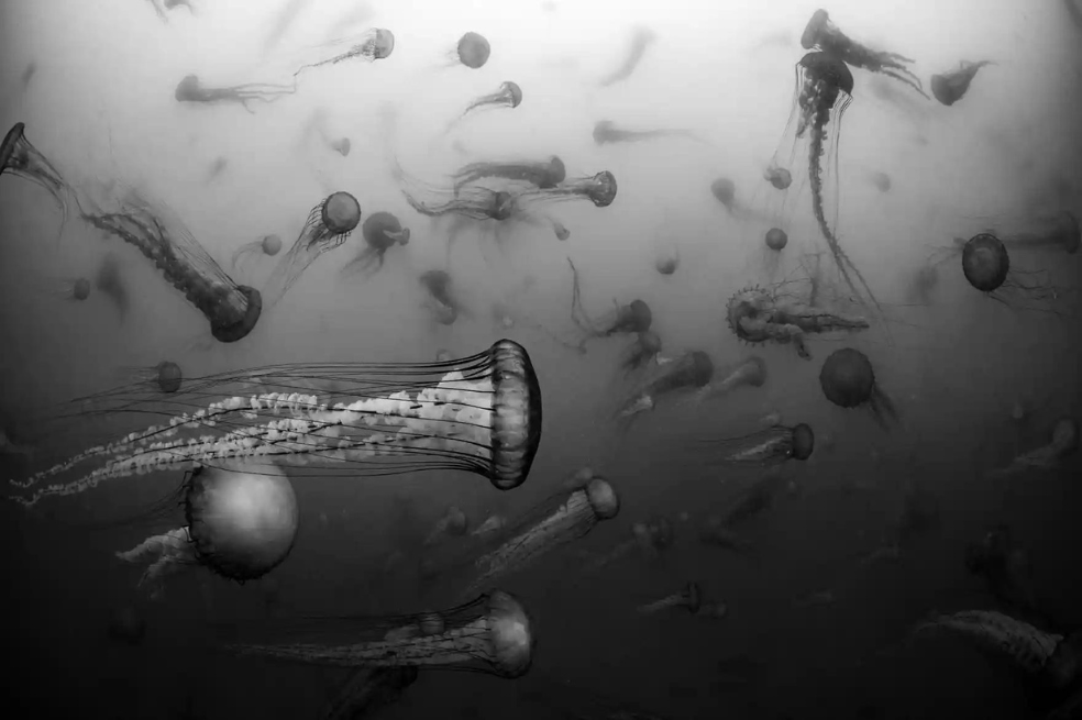 Categoría vida submarina:
Las ortigas de mar del Pacífico (Chrysaora fuscescens) pululan en Monterey, California, y Russell Laman capturó ese momento.