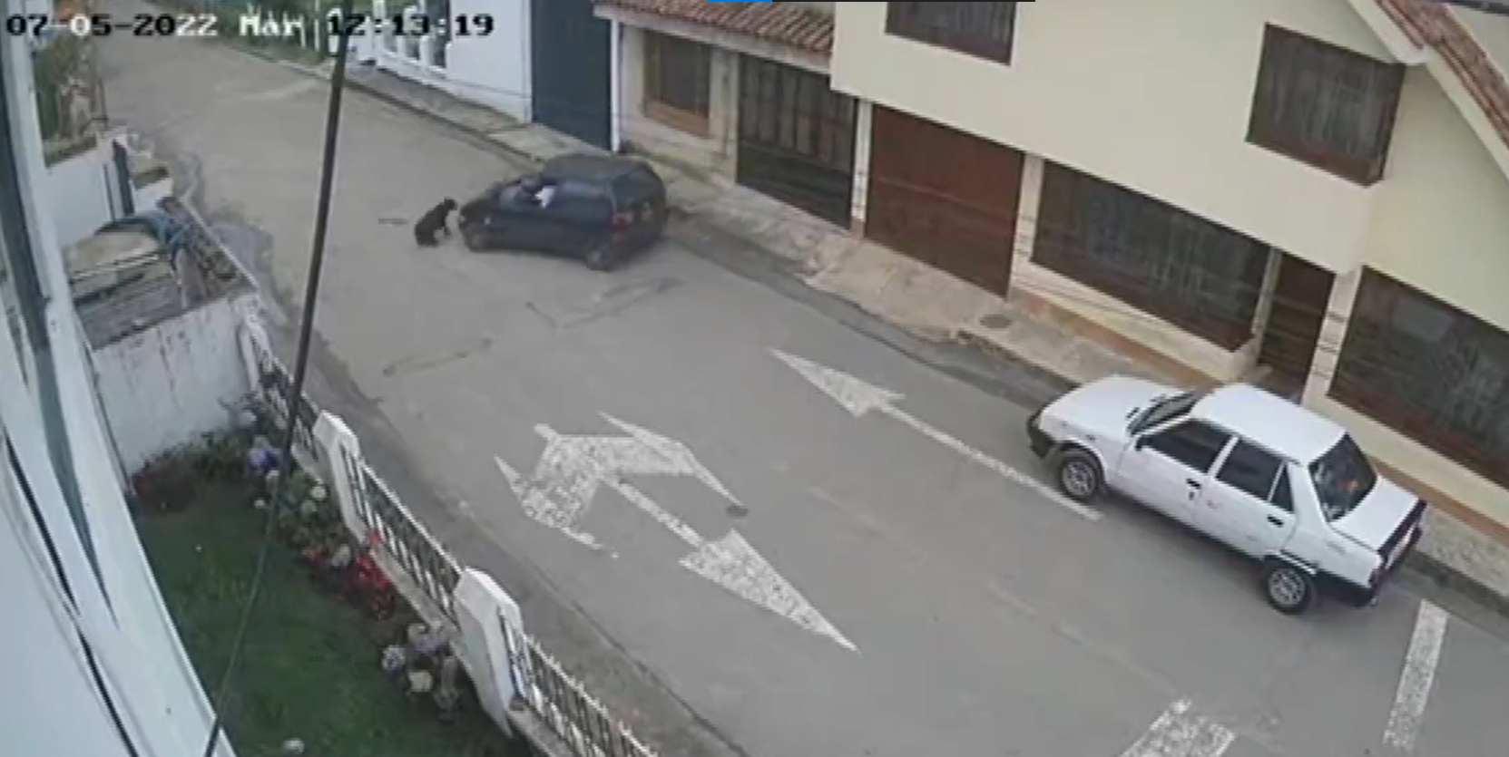 ¿Maltrato animal? Perro fue atropellado y abandonado en una vía de Cundinamarca