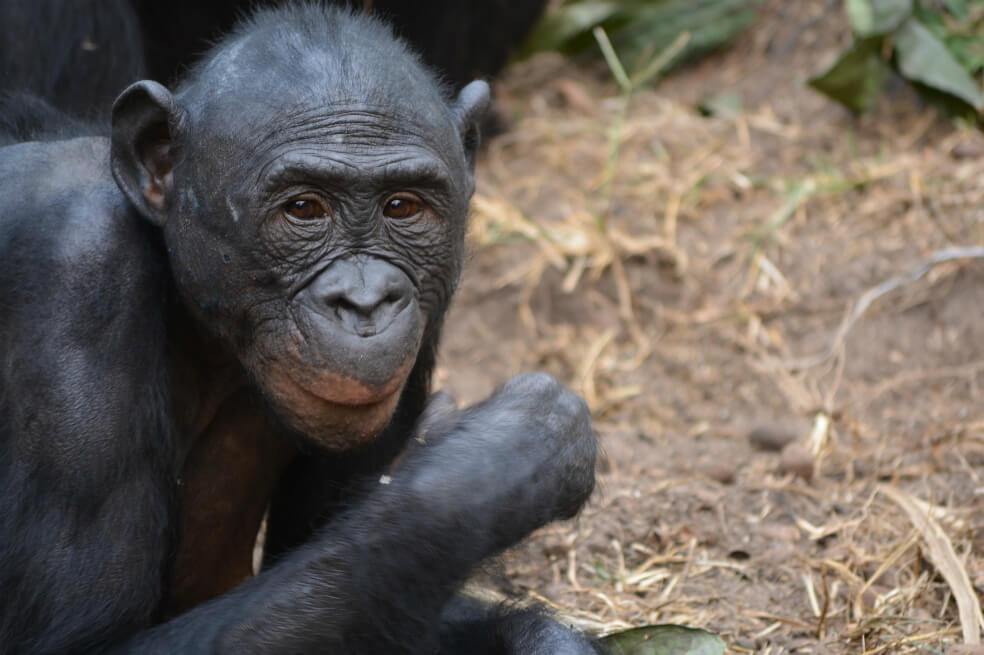 Una especie de chimpancé se alía con sus hijos para encontrarles pareja