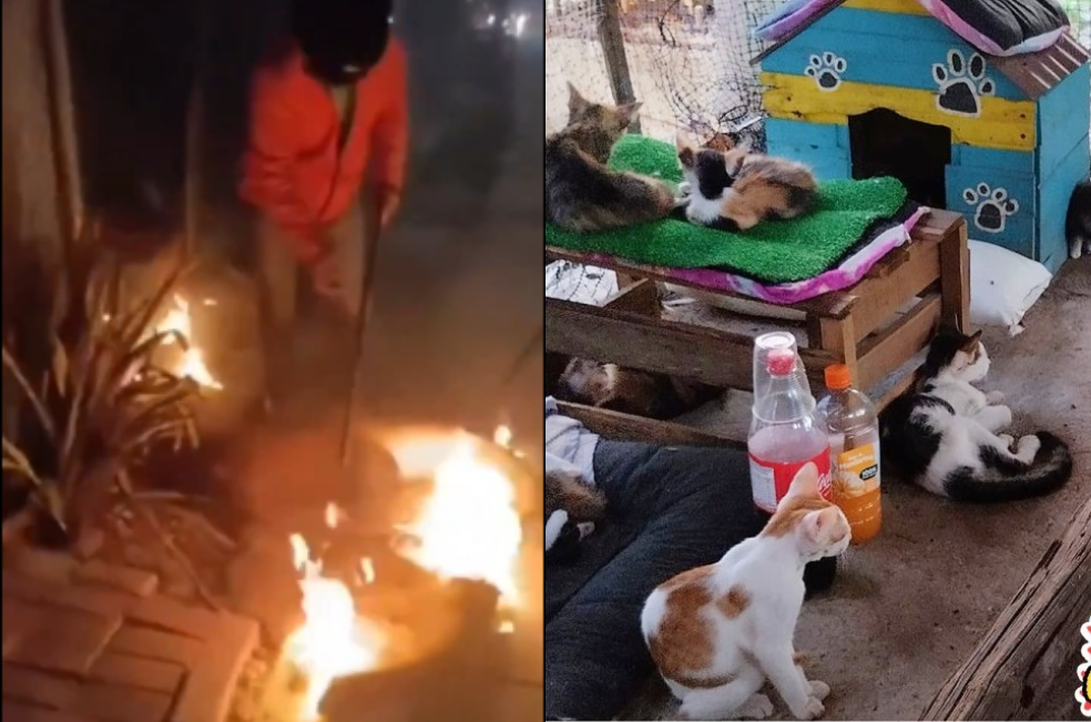 Refugio de gatos en Cartagena sufre otro ataque: denuncian incendio provocado