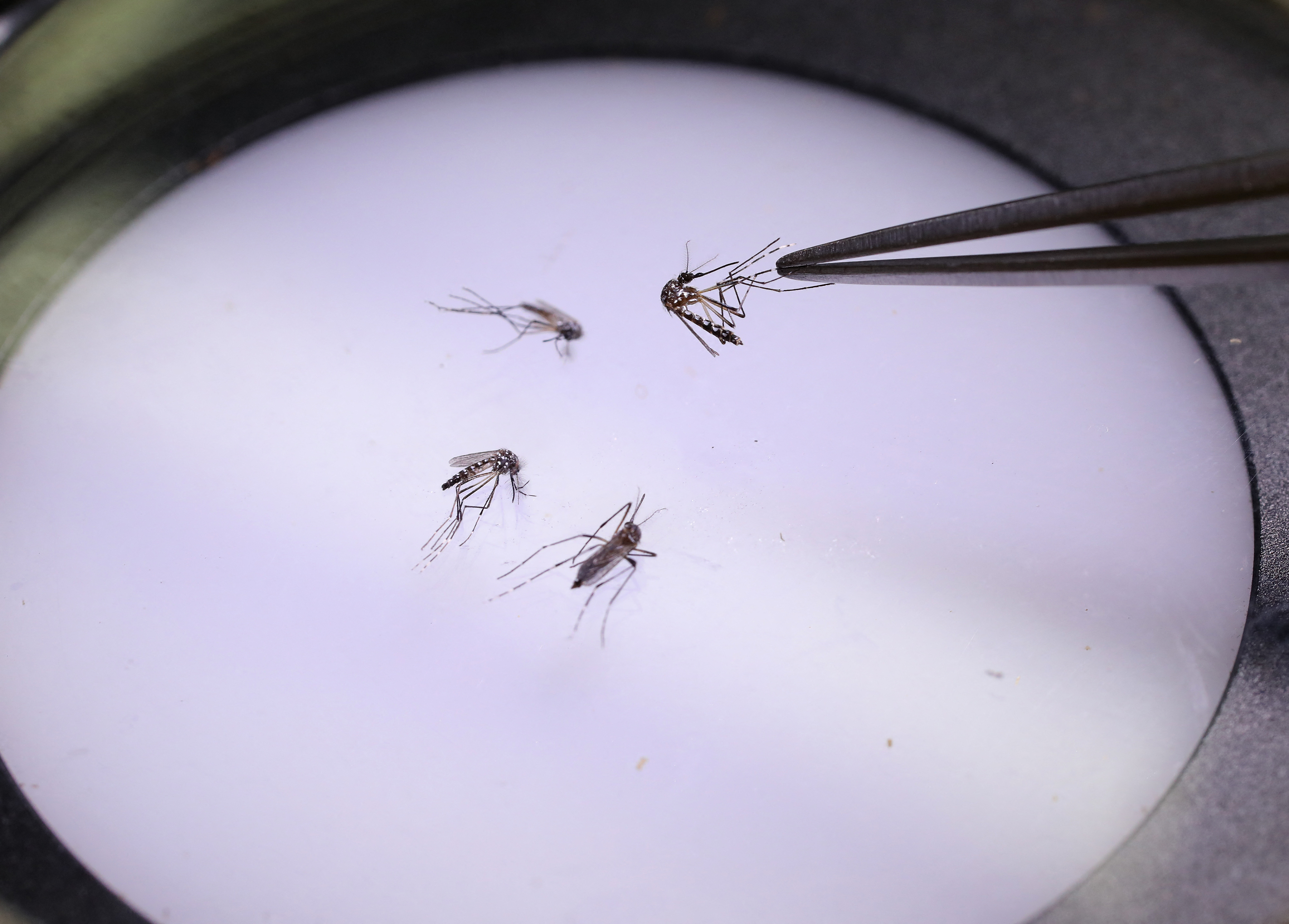 Primeras pruebas de cómo el cambio climático ha aumentado los casos de dengue