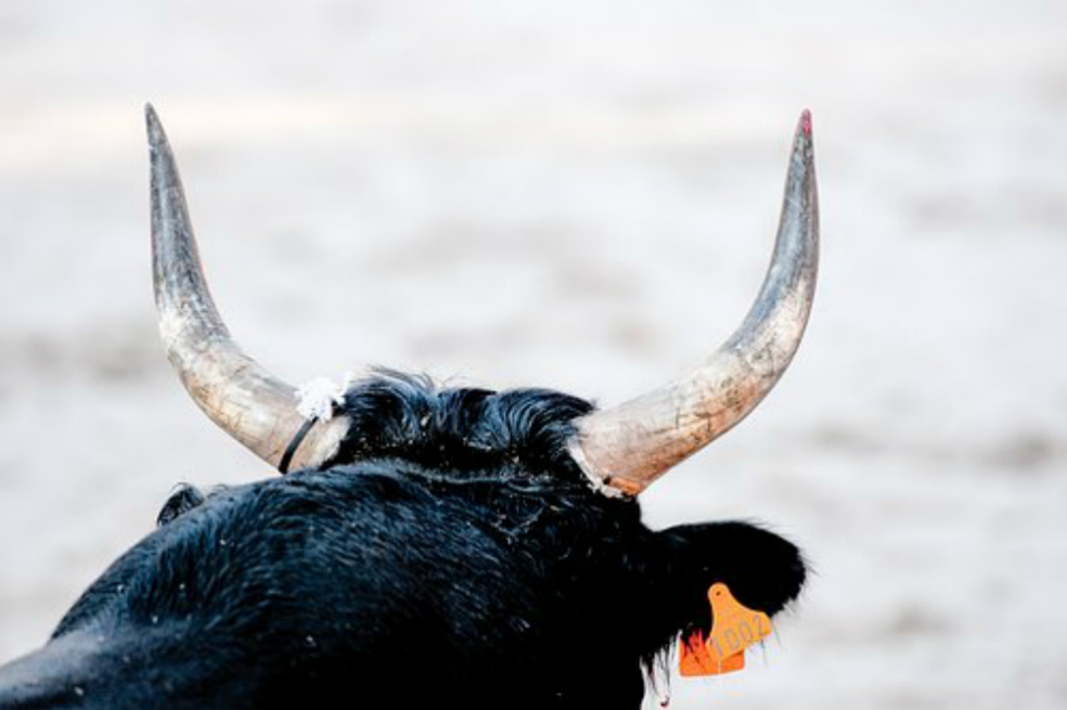 Un toro escapa de su corral e ingresa a un centro comercial en Perú