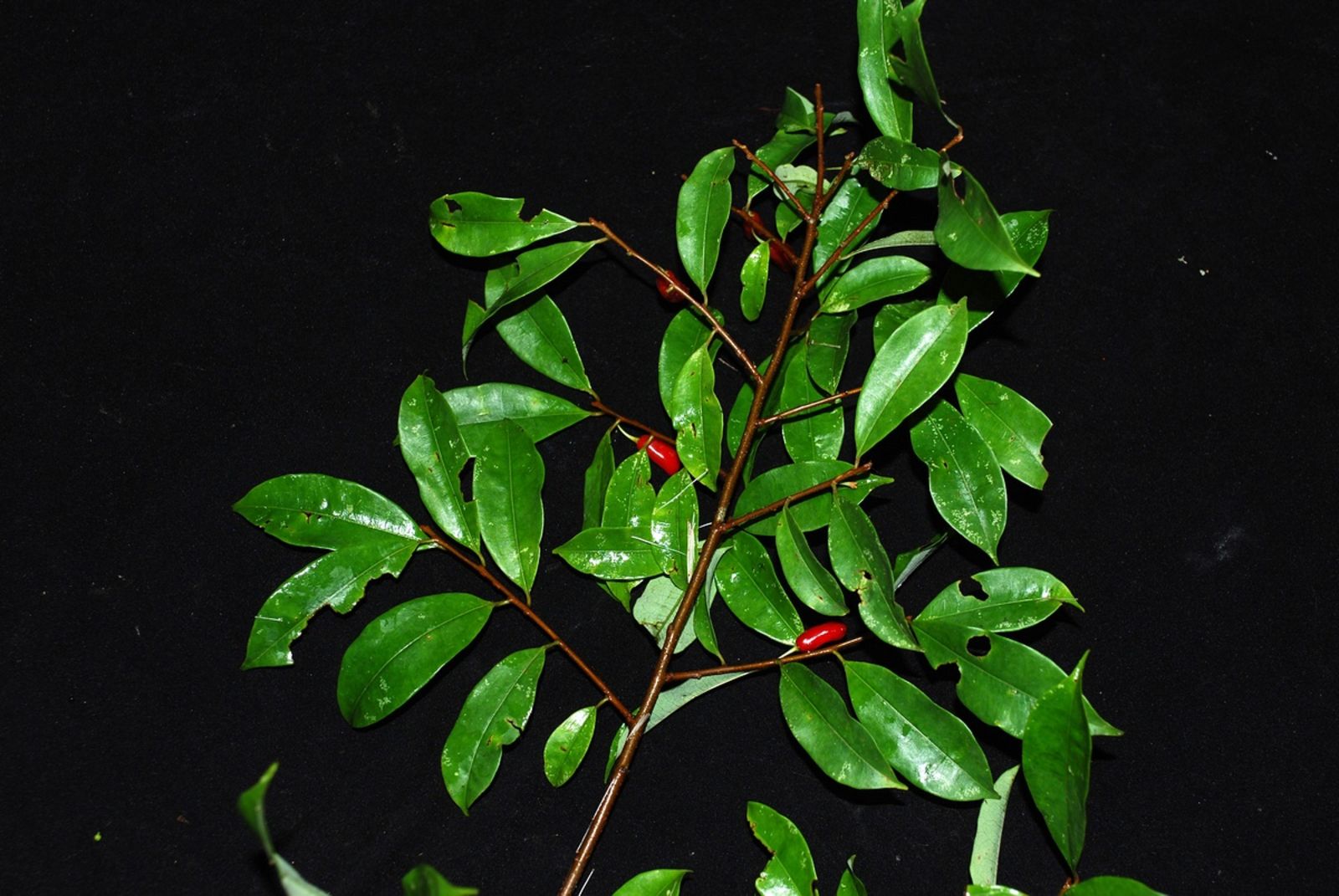 Pertenece al género Erythroxylum, el cual incluye especies como el arbusto de coca, pero esta especie en particular no tiene un nombre común muy conocido.