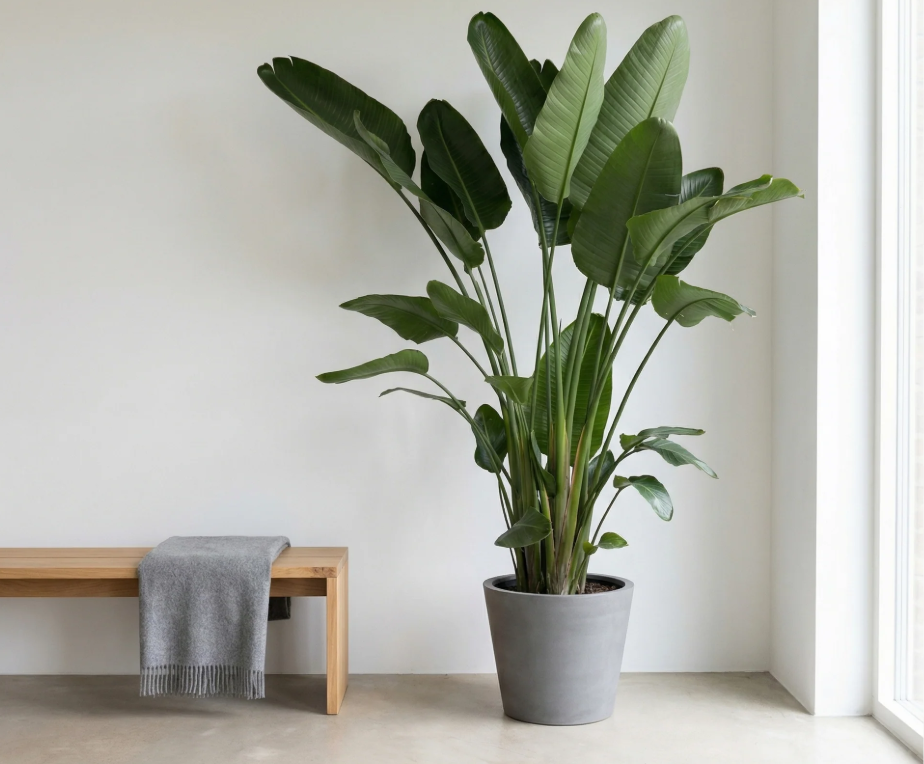 En imágenes: seis plantas grandes, vistosas y perfectas para interiores