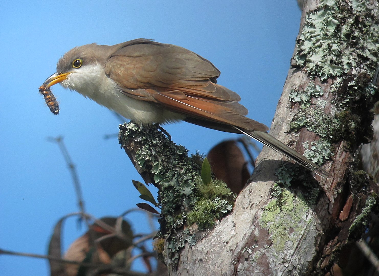 Zonas PDET podrían jugar importante rol en la conservación de aves migratorias