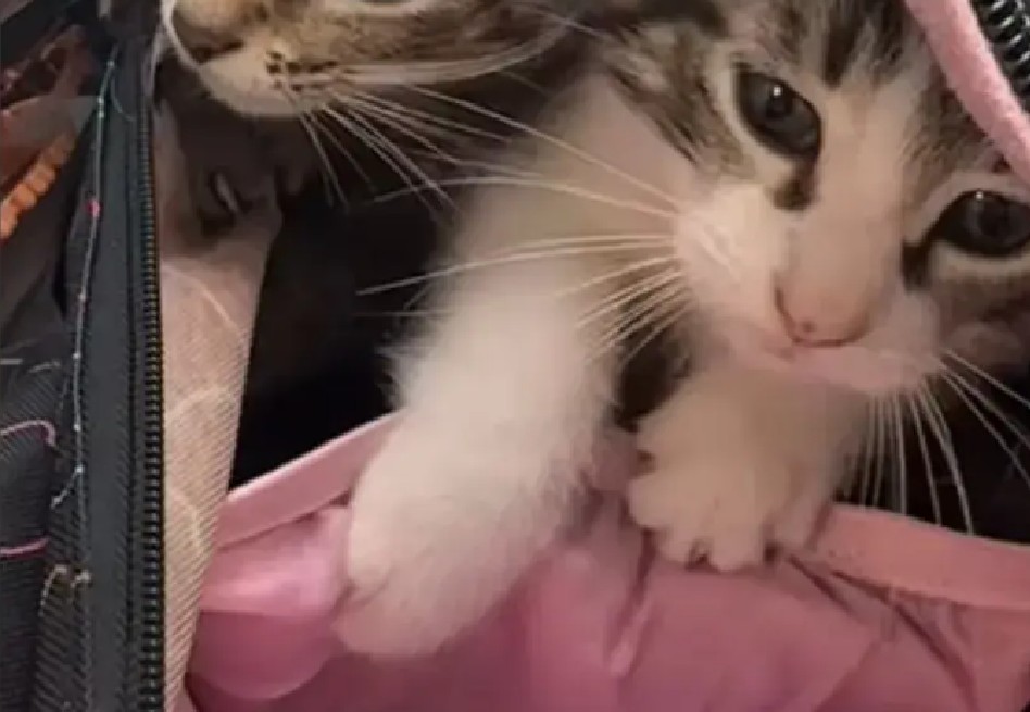 Niña sorprende a sus compañeros al llevar dos gatitos en su mochila: así lo hizo