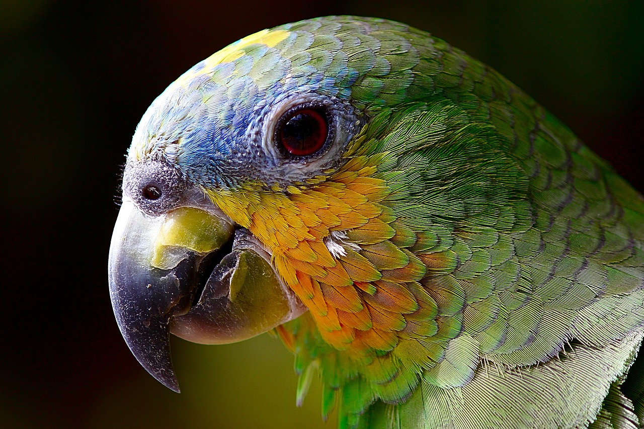 ¿Qué loro está en peligro de extinción?