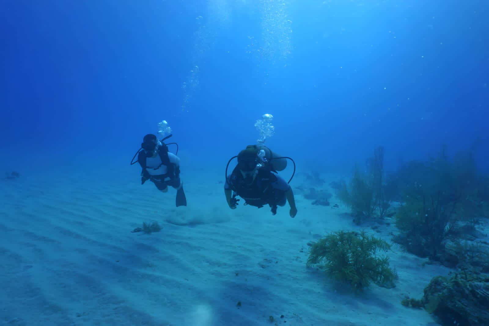 ¿Quiere sumergirse en el mundo del buceo? Esto es lo que necesita saber
