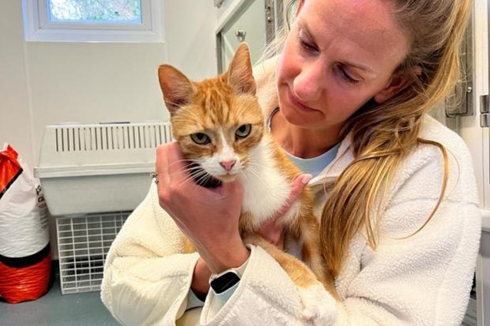 Un gato, que desapareció de su casa hace cinco años, apareció sano y salvo