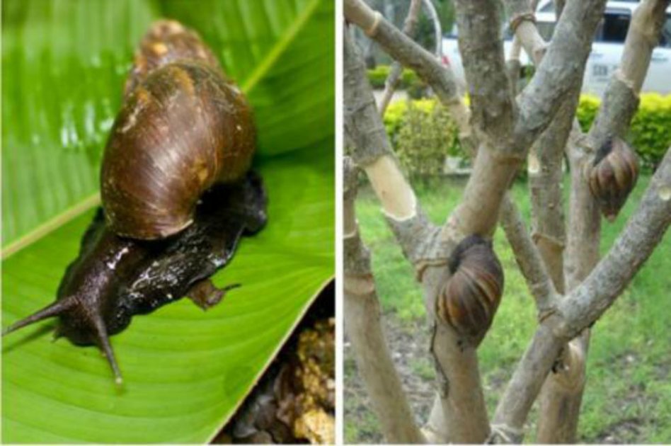 Caracol africano