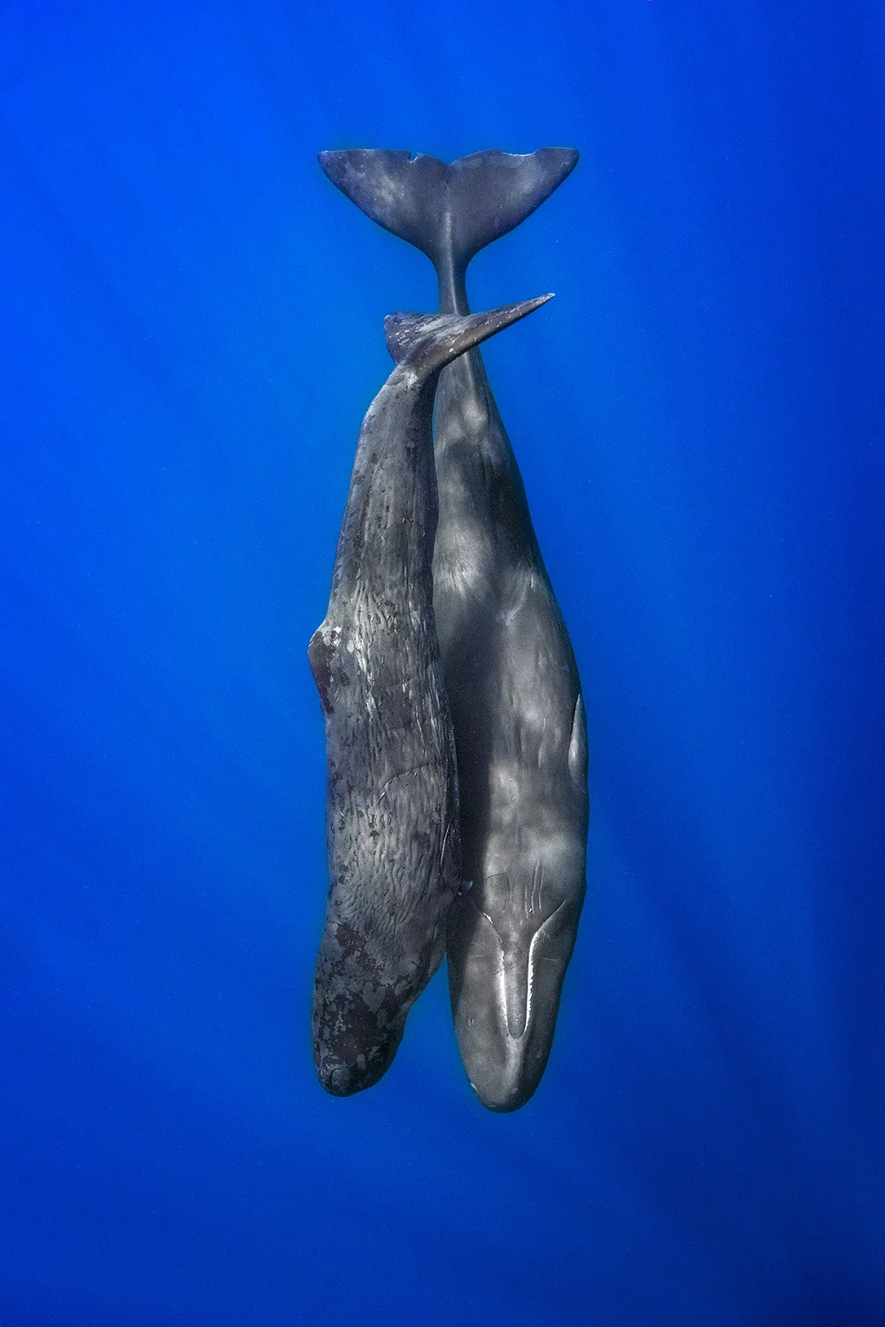 Fotografía ganadora del concurso Fotógrafo oceánico del año 2023.