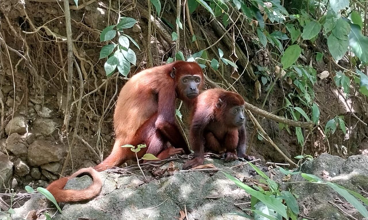 En Cartagena: liberan una decena de monos que se encontraban en cautiverio