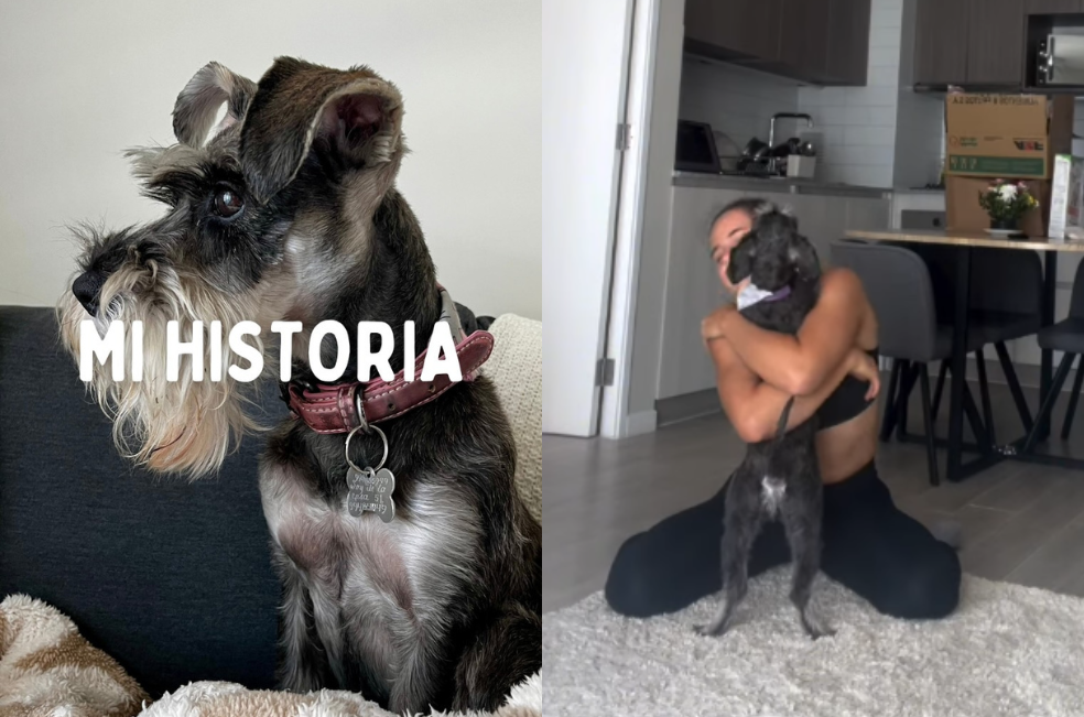 “Mi historia de adopción”: video que narra la adaptación de una perrita rescatada