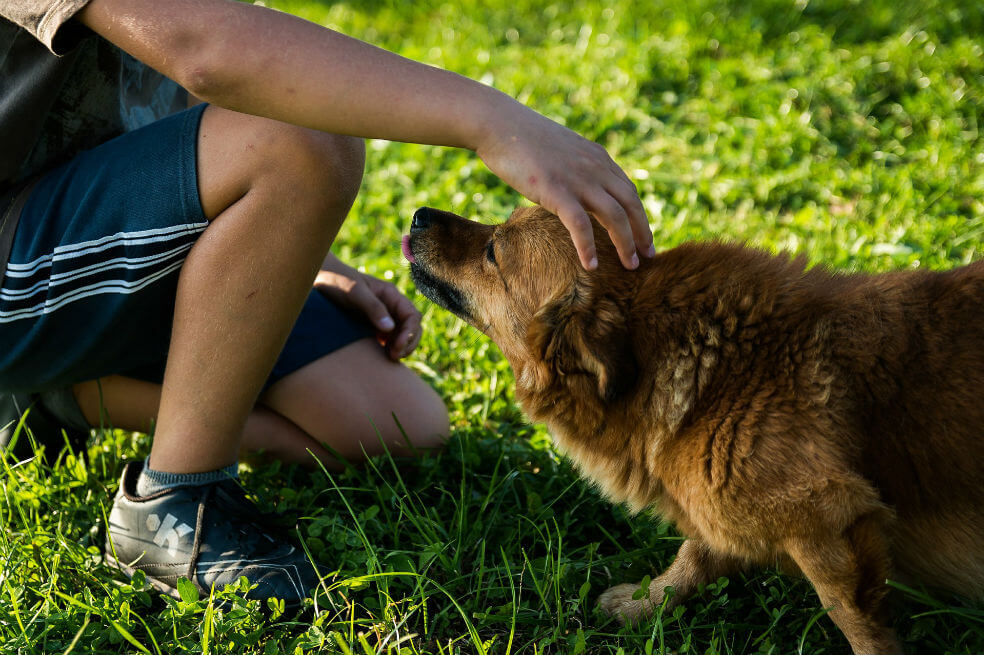 Habrá una nueva jornada de adopción de mascotas este fin de semana en Bogotá