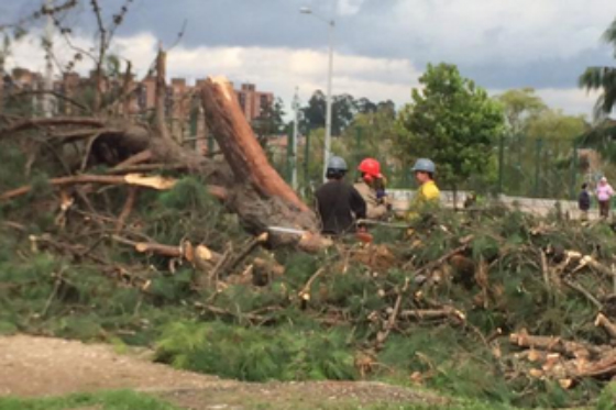 Denuncian ‘arboricio’ en La Conejera en localidad de Suba