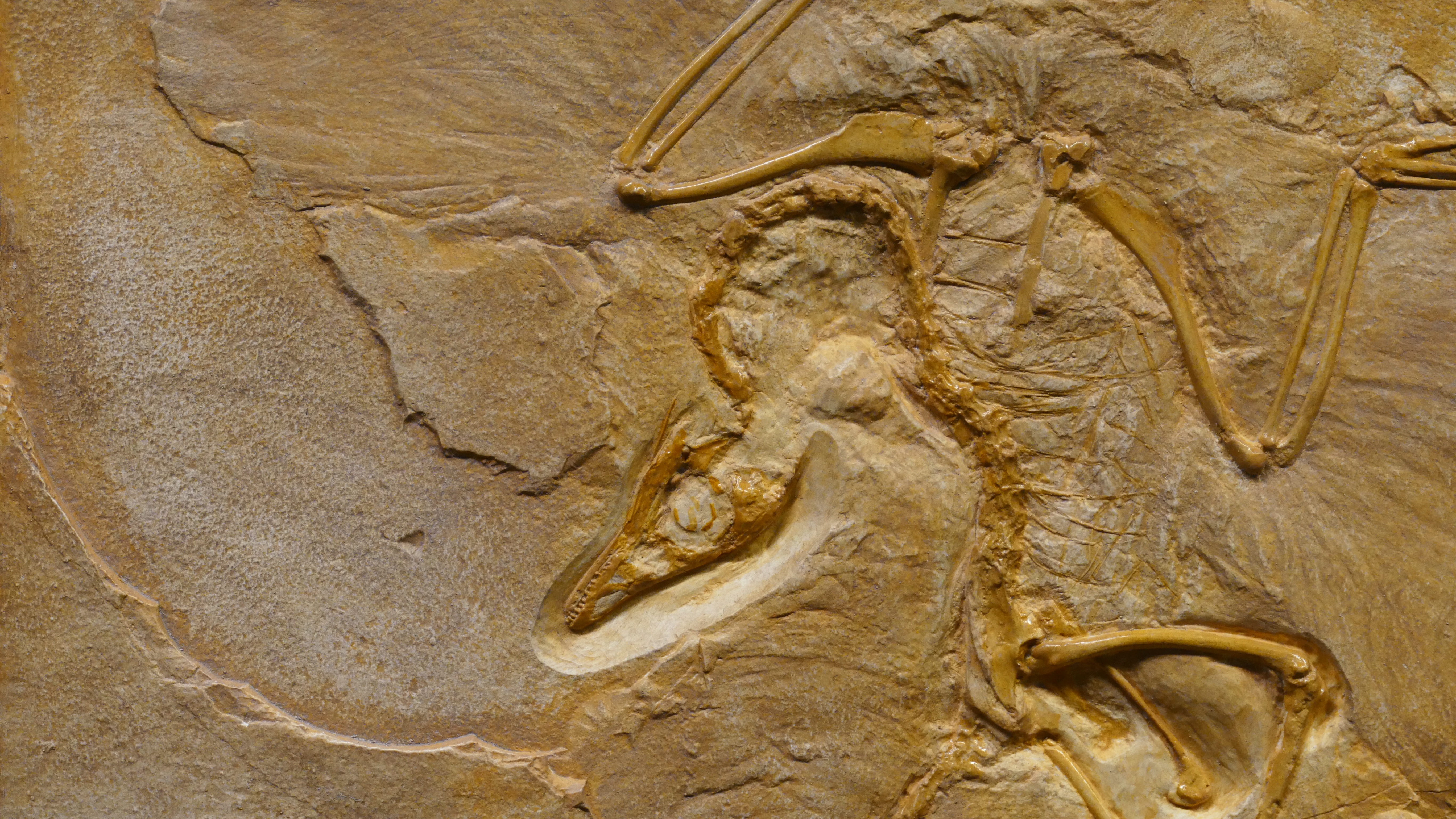 La curiosa debilidad de un reptil que vivió hace 240 millones de años