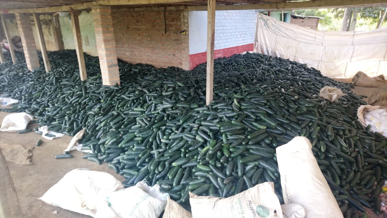 El pepino es uno de los productos agrícolas que tienen represados desde el paro armado.Giovanny MejíaTambién le puede interesar:Paro armado: incineran cuatro vehículos en el Catatumbo